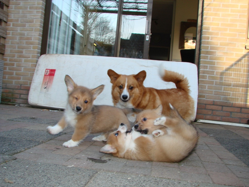 Puppies